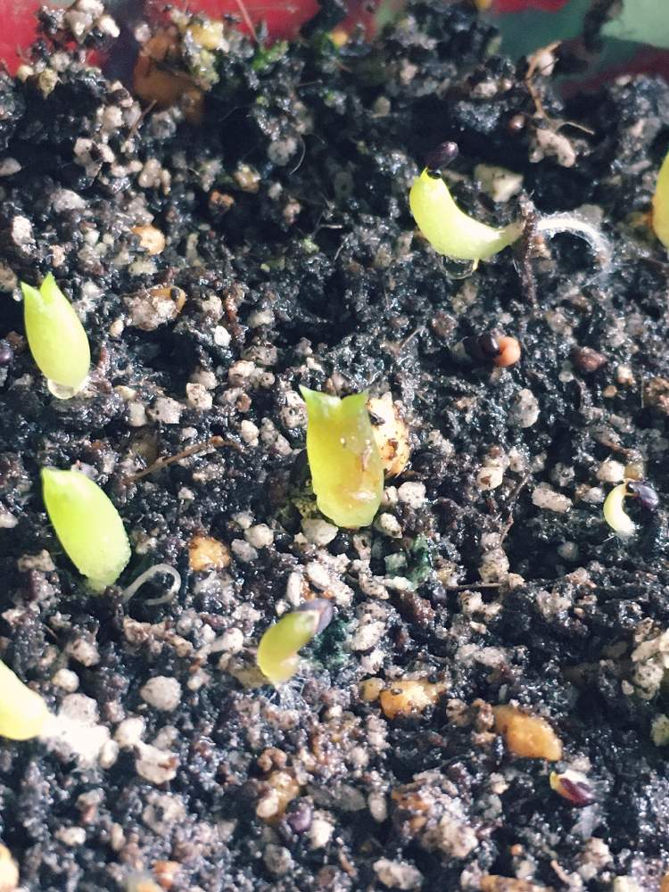 サボテンの種 芽の投稿画像 By ちくわぱんさん サボテン 実生と窓辺 月6月21日 Greensnap グリーンスナップ Greensnap グリーンスナップ