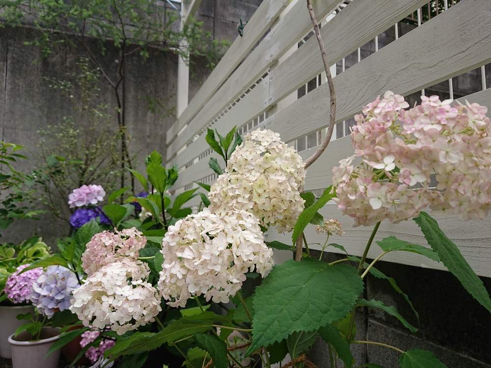 アナベル ピコティシャルマンの投稿画像 By O87 31taさん アジサイ 紫陽花と庭木 花木とおうち園芸 月6月21日 Greensnap グリーンスナップ
