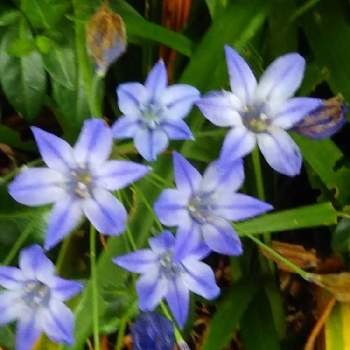 何なんだろうの画像 by ケニチさん | ブローディア?とトリテレイア(ブローディア)とお寺と何なんだろうと青色の花と初めて見ました