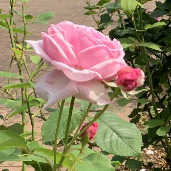 バラの野生種 オールドローズ そして その5の投稿画像一覧 Greensnap グリーンスナップ