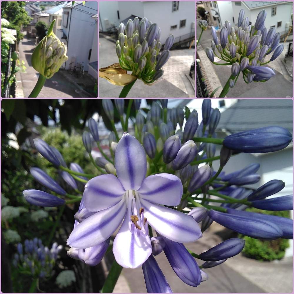 アガパンサスの投稿画像 By いざよいさん アガパンサス 青い空とアガパンサスの花とおうち園芸と青いはなと花のある暮らし 月6月 21日 Greensnap グリーンスナップ