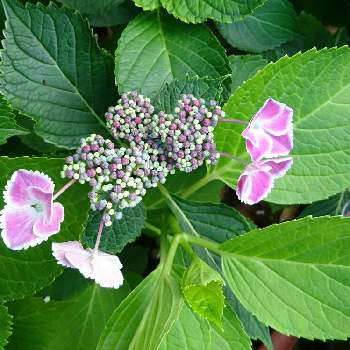 増やしたい。の画像 by あみさん | 広い庭と額紫陽花とピンクと増やしたい。