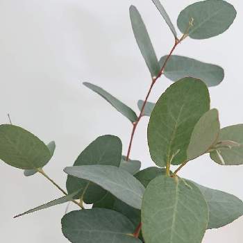 ユーカリ シルバードロップの投稿画像一覧 Greensnap グリーンスナップ