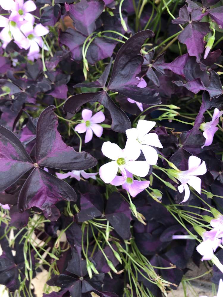 オキザリス トライアングラリスの投稿画像 By ポリポリさん 月6月21日 Greensnap グリーンスナップ