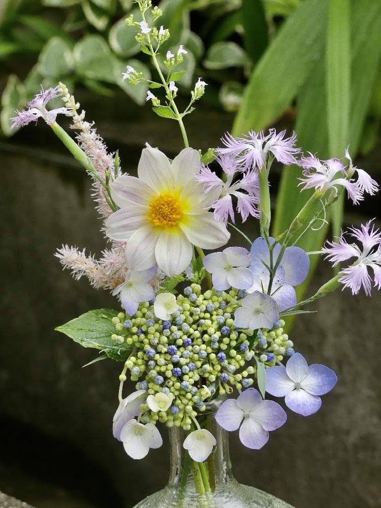 リフレッシュして 元気になる 花飾りフォトコンテストの投稿画像 By Takaさん アスチルベ とアジサイ 紫陽花と花のある暮らしとカラミンサ とカワラナデシコ 月6月21日 Greensnap グリーンスナップ