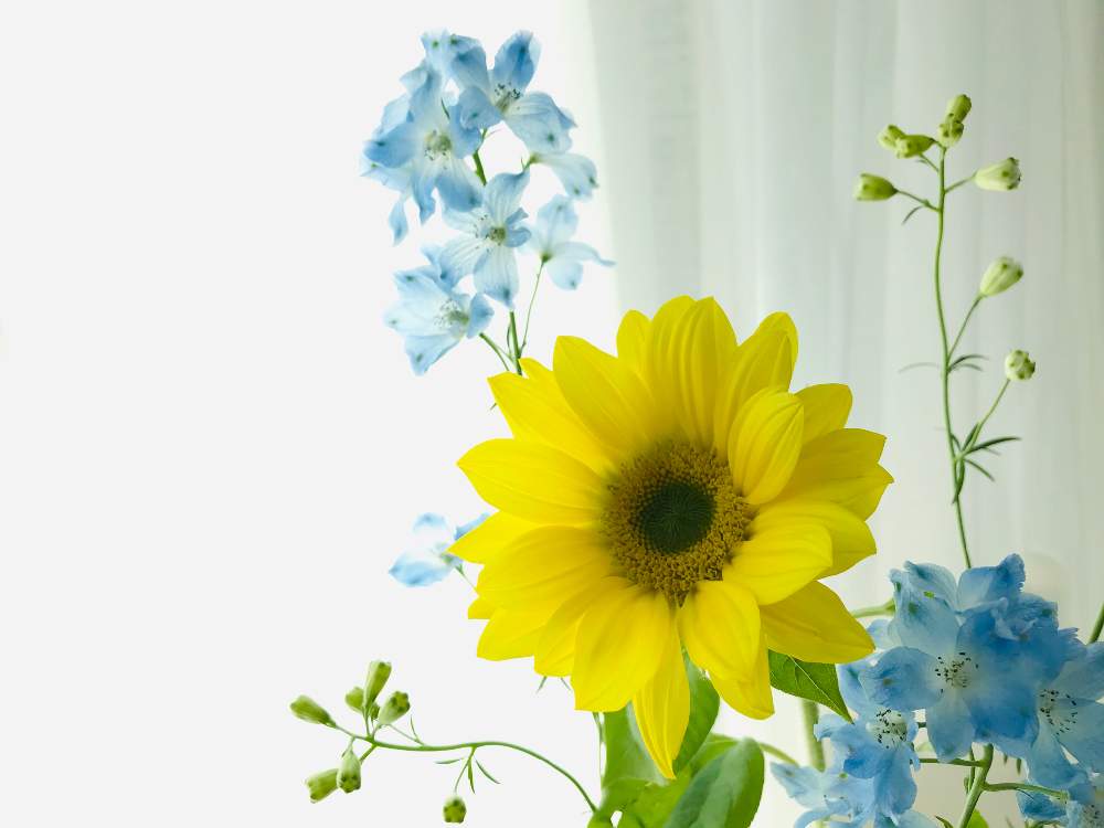 ヒマワリの投稿画像 By Tomoさん デルフィニウムと好きな色ときいろとプレゼントと黄色とリフレッシュして 元気になる 花飾りフォトコンテストと花のある暮らしと切り花と父の日 月6月21日 Greensnap グリーンスナップ