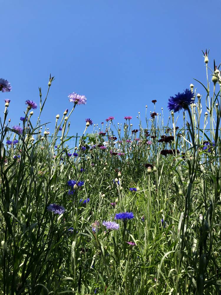 好きな空間の投稿画像 By パステルカラーさん 病気に負けない心と矢車菊 と花壇と21種類の花の種とgsのみなさんに感謝 とおうち園芸と素敵な色 と花のある暮らしと優しい色とフリューブルー 月6月21日 Greensnap グリーンスナップ