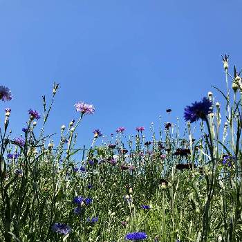 21種類の花の種の投稿画像一覧 Greensnap グリーンスナップ