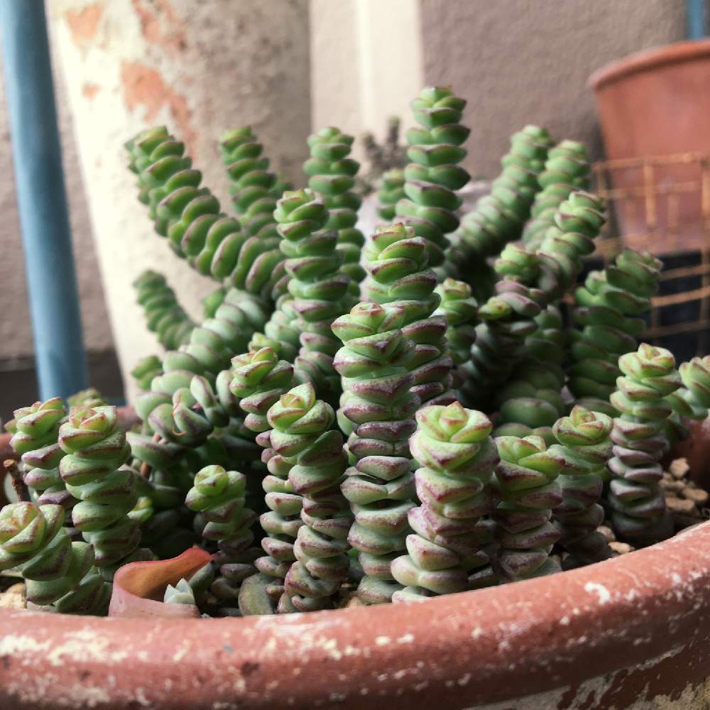 舞乙女の投稿画像 By あずこさん 多肉中毒と多肉植物と多肉大好きとたにくにくにくと 舞乙女とズボラガーデナーとあずこ舞乙女 月6月21日 Greensnap グリーンスナップ