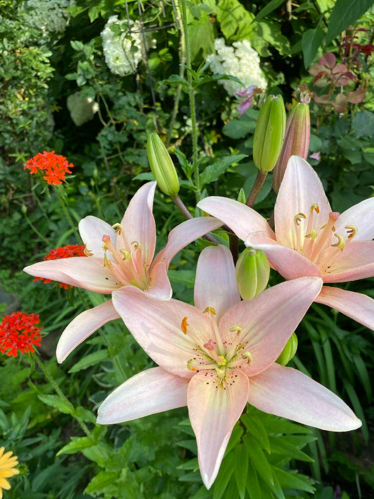 スカシユリの投稿画像 By ゆりうすさん Gs映えとおうち園芸と植中毒と成長記録と花のある暮らしとピンクが好き 月6月21日 Greensnap グリーンスナップ