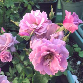 フェルゼン伯爵の画像 by anneさん | 小さな庭とばら バラ 薔薇とバラのある暮らしとおうち園芸とバラ 鉢植えとフェルゼン伯爵とガーデニングとバラが好きとバラ 四季咲き
