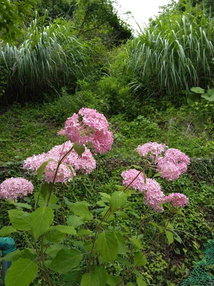 ヤマボウシさんの里山ガーデン（大花壇）への投稿