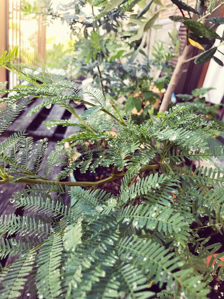 ミモザアカシアの投稿画像 By Ringoさん フサアカシア 月6月21日 Greensnap グリーンスナップ