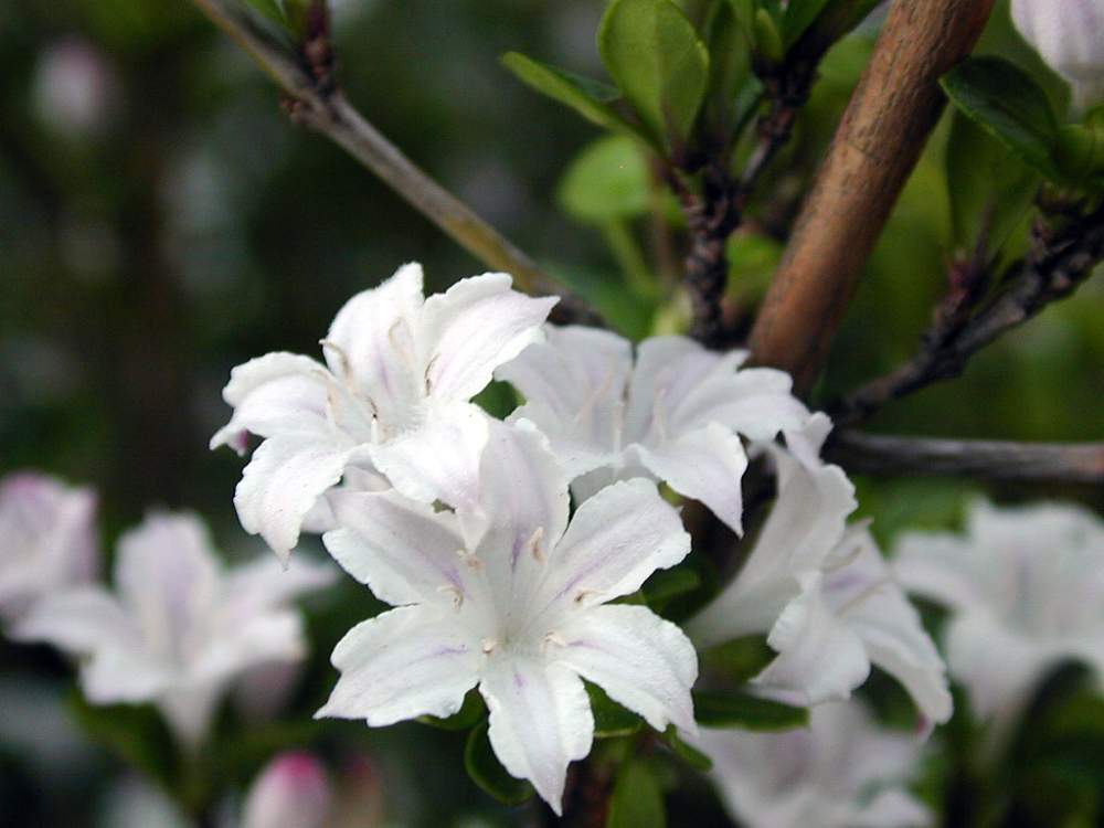 ハクチョウゲの投稿画像 By Hiroshiさん 花木と白い花と花のある暮らしと初夏の花たちとマクロ撮影 月6月21日 Greensnap グリーンスナップ