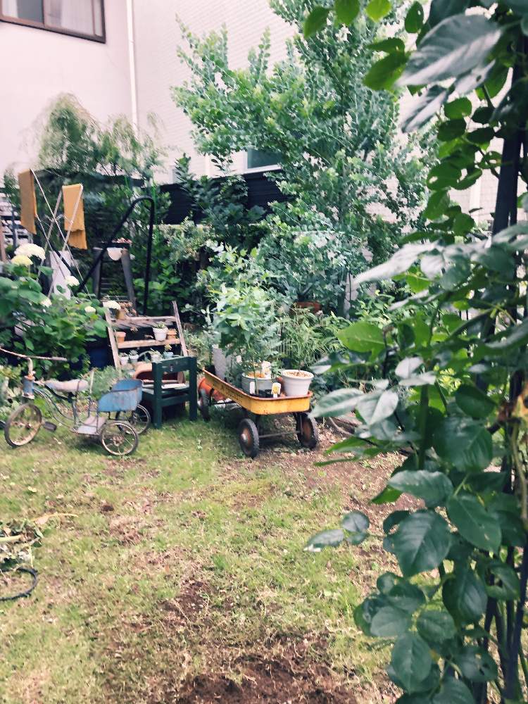 ミモザの投稿画像 By Takakoさん ガーデンとあじさい アナベルとハイポネックスとおうちde菜園とおうち園芸と ユーカリと お庭と暮らすと花のある暮らし 月6月21日 Greensnap グリーンスナップ