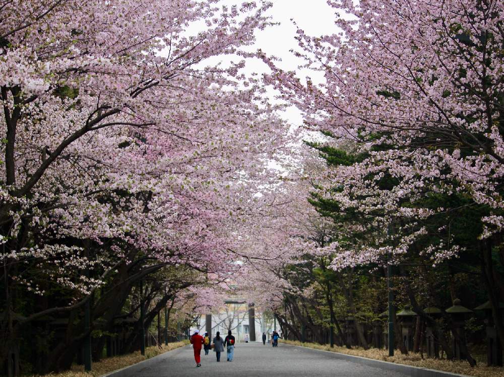 桜 さくらの投稿画像 By Cocoさん 私の花写真と北の大地からと北海道神宮と花のある暮らしと美しいお花と朝のお散歩と北海道とお花パワー 月6月21日 Greensnap グリーンスナップ