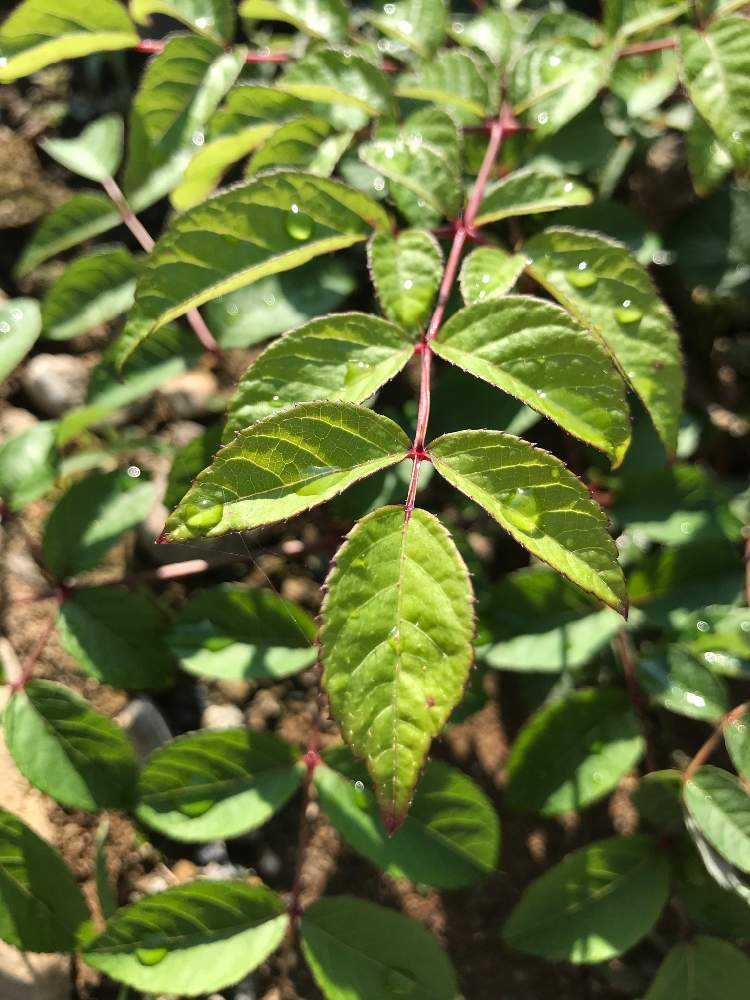 ささささささんの投稿画像 月6月21日 Greensnap グリーンスナップ