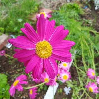 赤花除虫菊の投稿画像一覧 Greensnap グリーンスナップ