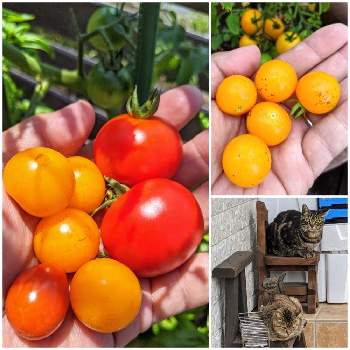 ノラ猫の画像 by Cyokodogさん | テラスとミニトマト♥とプランターと中玉トマトと家庭菜園とおうちde菜園とノラ猫と野良猫