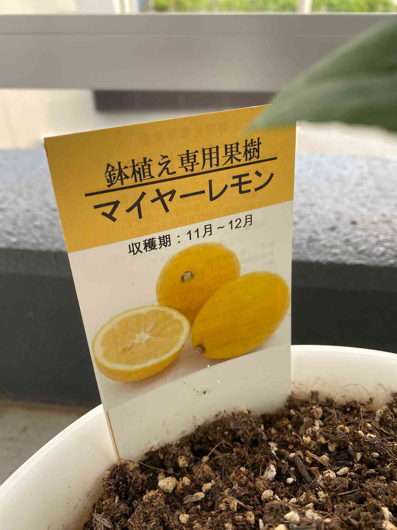 2022/3/16更新）無農薬のマイヤーレモンを収穫する！｜🍀GreenSnap