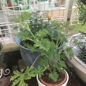 蚊連草 蚊嫌草 かとりそう の投稿画像一覧 Greensnap グリーンスナップ