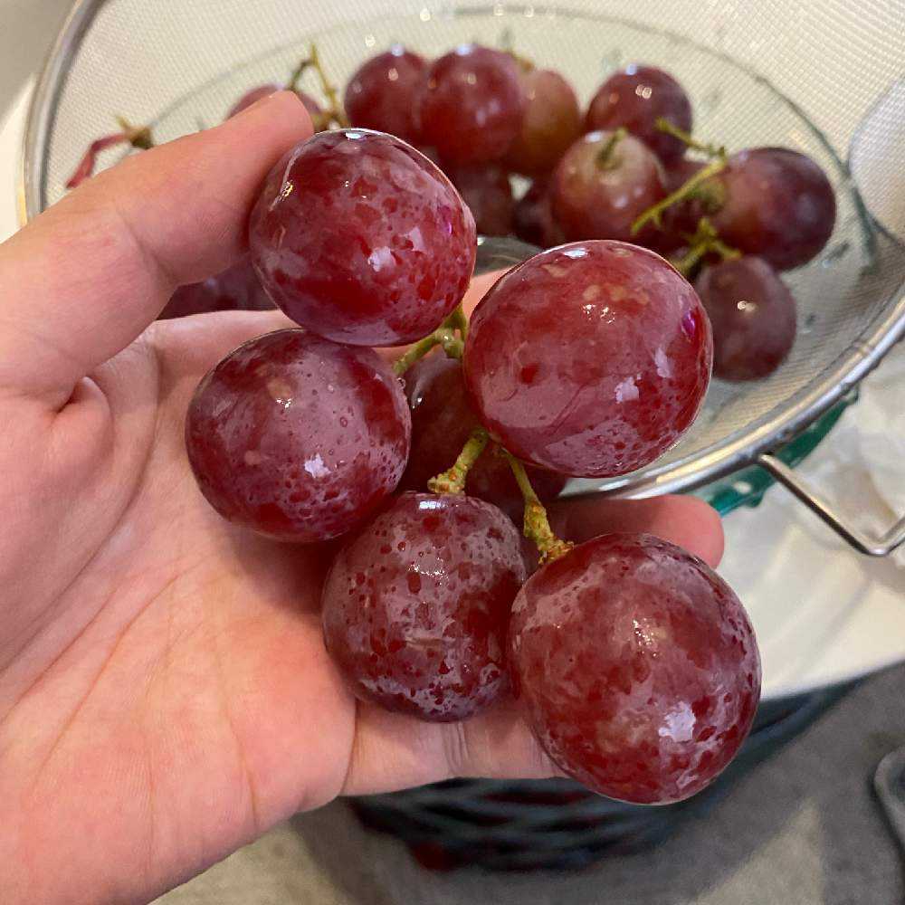 スーパーのレッドグローブ Greensnap グリーンスナップ