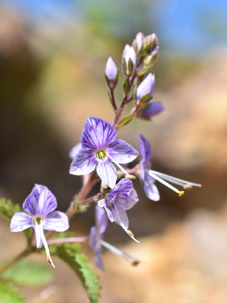 日本固有種の投稿画像 By Masaさん 固有種と山野草と山歩きとやまと登山と高山植物類と自生 月6月21日 Greensnap グリーンスナップ