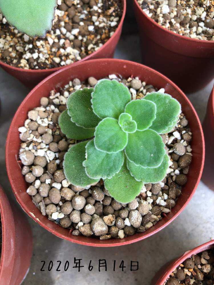 麦茶様　ご確認用　アロマテカス抜き苗 麦茶様 ご確認用 アロマテカス抜き苗 麦茶様 ご確認用 アロマテカス抜き苗