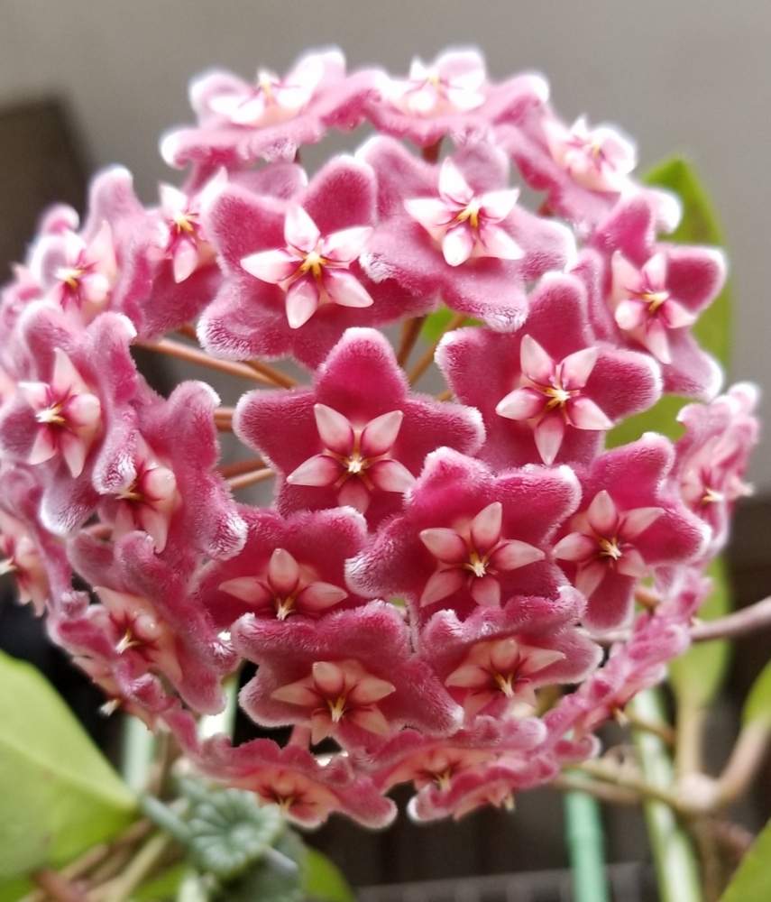 さいた の投稿画像 By チッチさん しあわせ時間 とホヤ に夢中と芳香性とホヤはいいぞ とホヤ シルバーピンクと花のある暮らしと サクラランと いい匂い 月6月21日 Greensnap グリーンスナップ