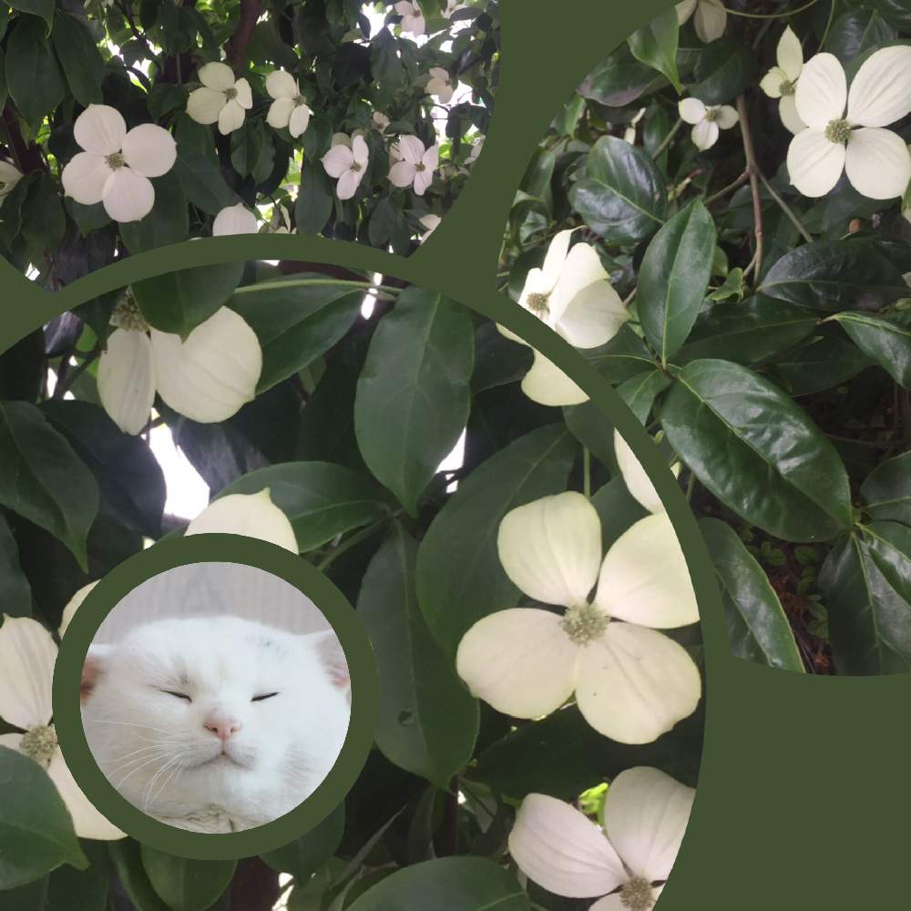 ヤマボウシの投稿画像 By サッチンさん 白い花と6月の花とニャンコ と街路樹の花 月6月21日 Greensnap グリーンスナップ