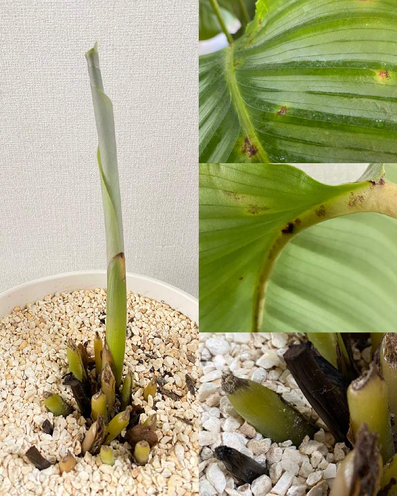 カラテア オルビフォリアの投稿画像 By Nicoさん 観葉植物とn 105と相談とカラテア属と成長記録と切り戻しとカラテア と観葉植物とn 105と相談とカラテア属と成長記録と切り戻し 月6月21日 Greensnap グリーンスナップ Greensnap グリーンスナップ