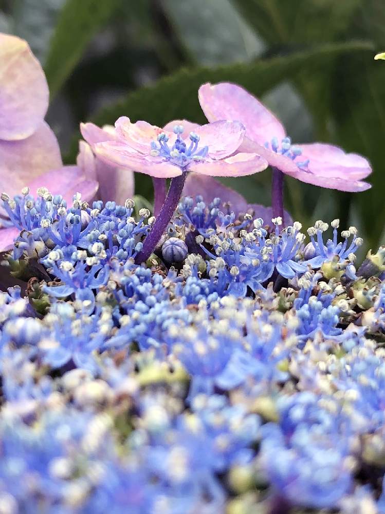 アジサイの投稿画像 By Yossyさん アジサイ装飾花とグラデーションと薄紫色の花とアジサイの花と咲いてくれてありがとう とあじさい大好きと青い花 とくつろぎの庭と美しいおしべと花のある庭と庭育ちと装飾花と色が変化と笑顔がいちばんと紫の花 月6月21日