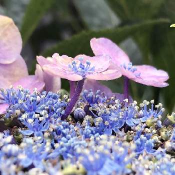装飾花の画像 by yossyさん | アジサイとアジサイ装飾花とグラデーションと薄紫色の花とアジサイの花と咲いてくれてありがとう❤とあじさい大好きと青い花とくつろぎの庭と美しいおしべと花のある庭と庭育ちと装飾花と色が変化と笑顔がいちばんと紫の花
