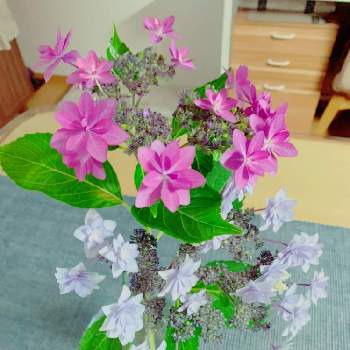 隅田の花火の投稿画像一覧 Greensnap グリーンスナップ