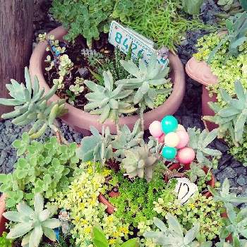 虫除けの投稿画像一覧 Greensnap グリーンスナップ