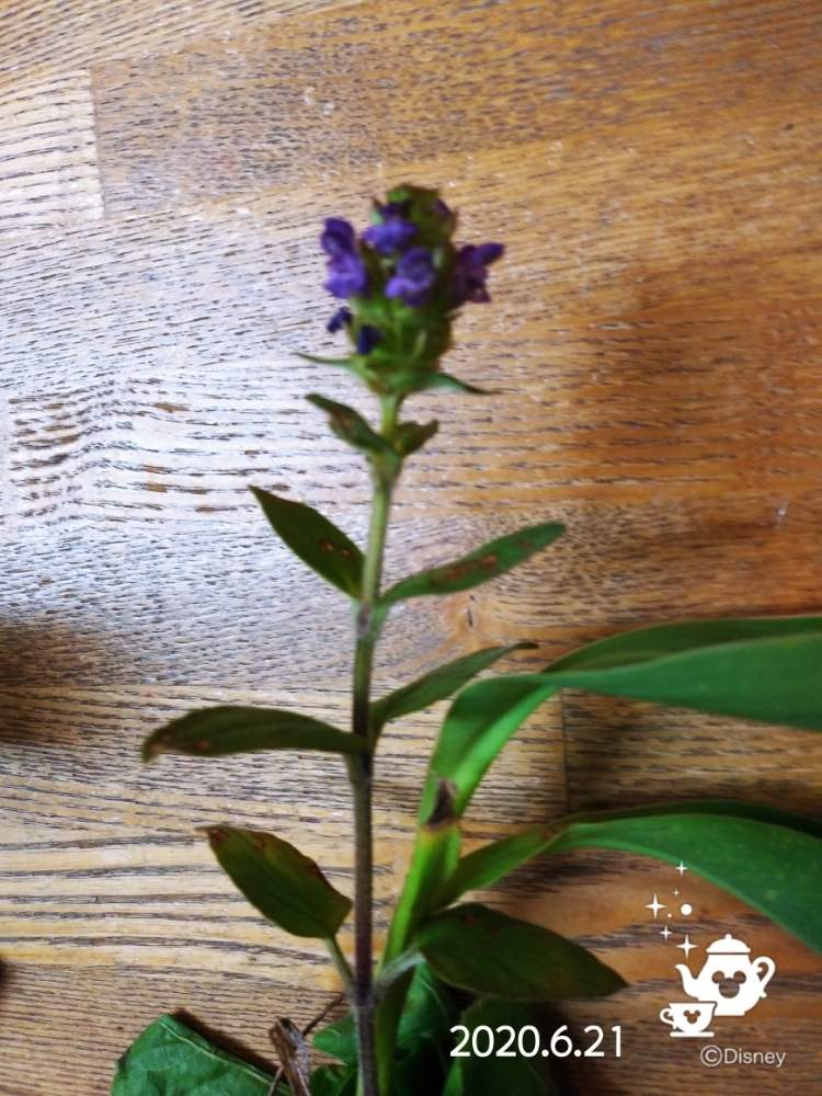 リンドウの投稿画像 by 黒猫キンタさん｜ (2020月6月21日 