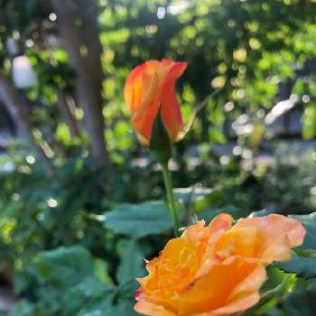 薔薇　リオサンバの画像 by mutsuchiyanさん | 小さな庭と薔薇　リオサンバとかじられたリオサンバと薔薇に魅せられてと癒しと蕾が沢山とありがとうとガーデニングと小さな小さな庭と花のある暮らしとコガネムシ被害とGREEN UP!と薔薇の花