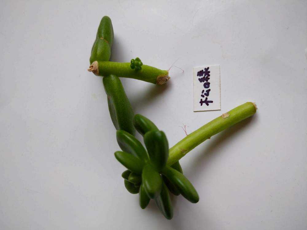 松の緑(セダム属) ⭕葉挿し⭕挿し芽｜🍀GreenSnap（グリーンスナップ）