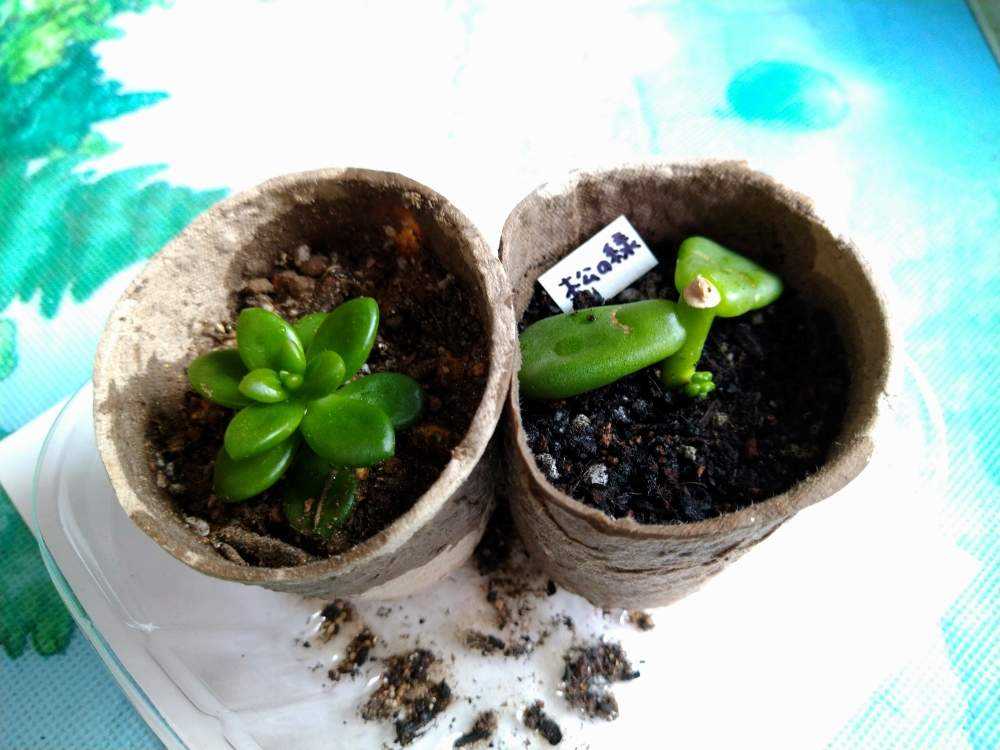 松の緑(セダム属) ⭕葉挿し⭕挿し芽｜🍀GreenSnap（グリーンスナップ）