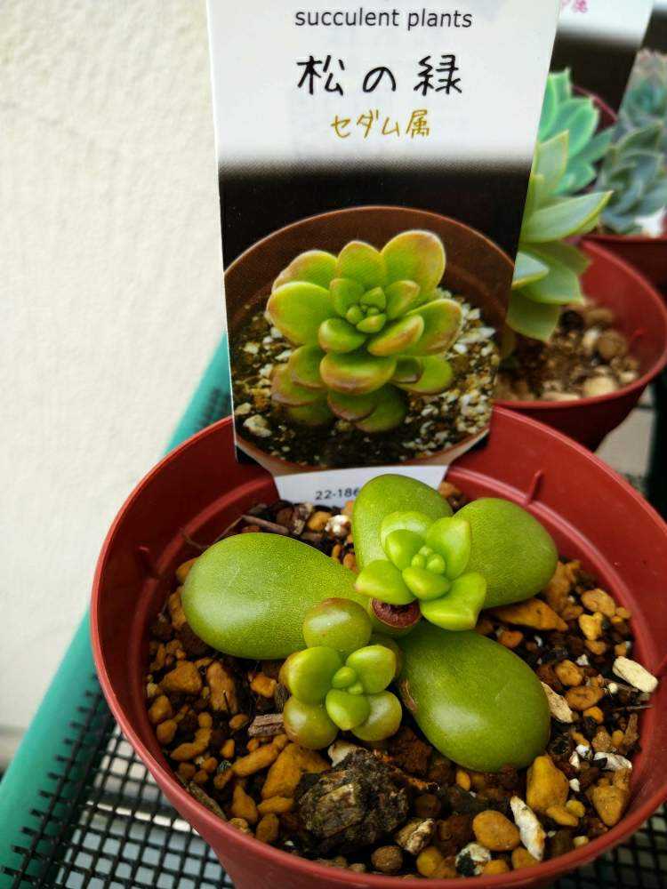 葉挿し苗❤️デザートハーモニー❤️2 葉挿し苗❤️デザートハーモニー