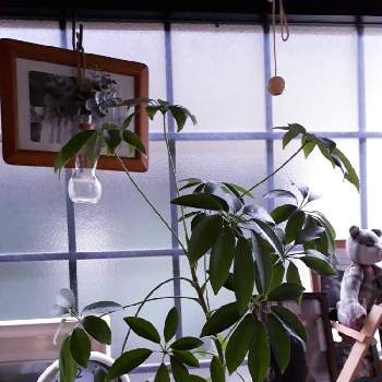 成長の記録の画像 by 遊虎さん | 部屋とカポックと観葉植物と植え替え記録と成長の記録とおうち園芸