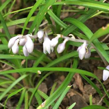 竜のヒゲの投稿画像一覧 Greensnap グリーンスナップ