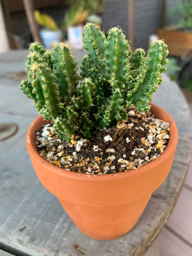 セレウスの投稿画像 By ボーマーさん 多肉植物とダイソー多肉とセレウス とセレウス サボテン 月6月21日 Greensnap グリーンスナップ