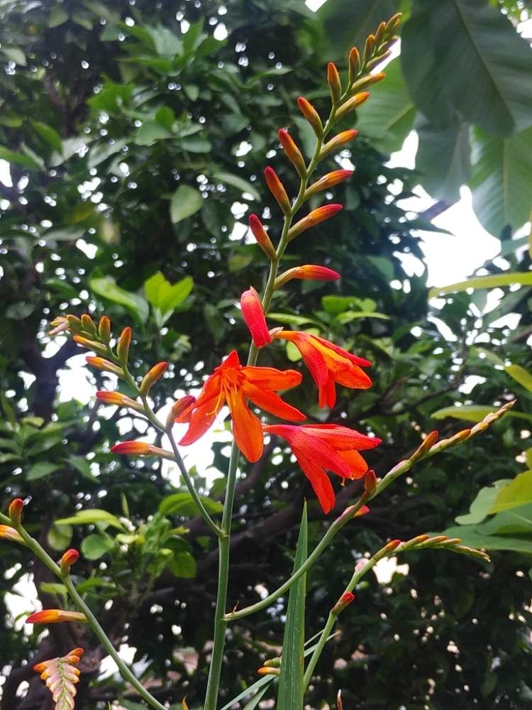 ヒメヒオウギズイセンの投稿画像 By とものやまさん 小さな庭と地植えと庭 にわと地植えと庭 にわ 月6月21日 Greensnap グリーンスナップ Greensnap グリーンスナップ