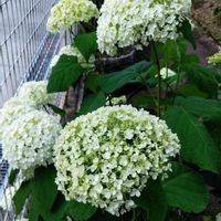 アナベルの画像