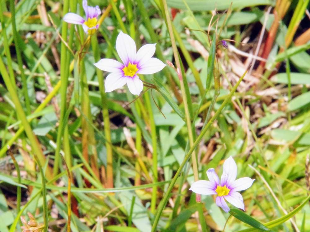 放浪する男 さんの投稿画像 06 21 22 32 09 0 Greensnap グリーンスナップ Greensnap グリーンスナップ