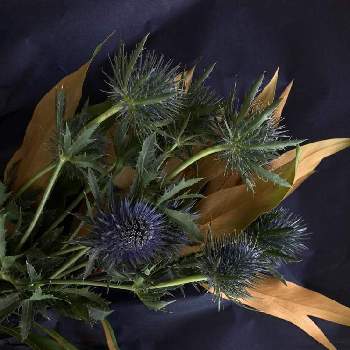 エリンジウムに似てるの投稿画像一覧 Greensnap グリーンスナップ