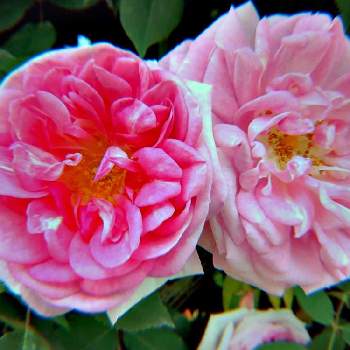 花言葉は愛の投稿画像一覧 Greensnap グリーンスナップ 花言葉は愛の投稿画像一覧 Greensnap グリーンスナップ