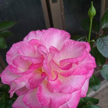 夕方のバラの画像 by 山ちゃんさん | カリオルニドリーミングと花のある暮らしと我が家のバラと強香と夕方のバラ