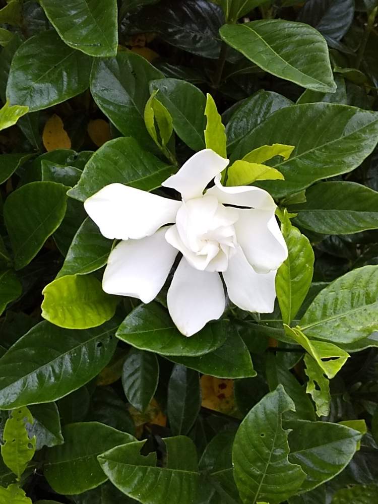 クチナシの投稿画像 By キヨやんさん 月6月21日 Greensnap グリーンスナップ